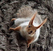 Аватар для squirrel