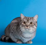 Lucky Blues & Harita La-push